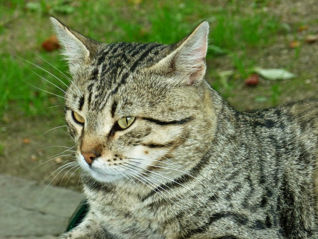 Я - кот...Сам по себе кот... - Алёнушка Е.