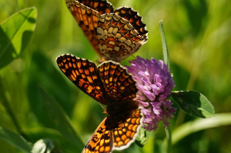 Melitaea arduinna - Ирина Марасакина