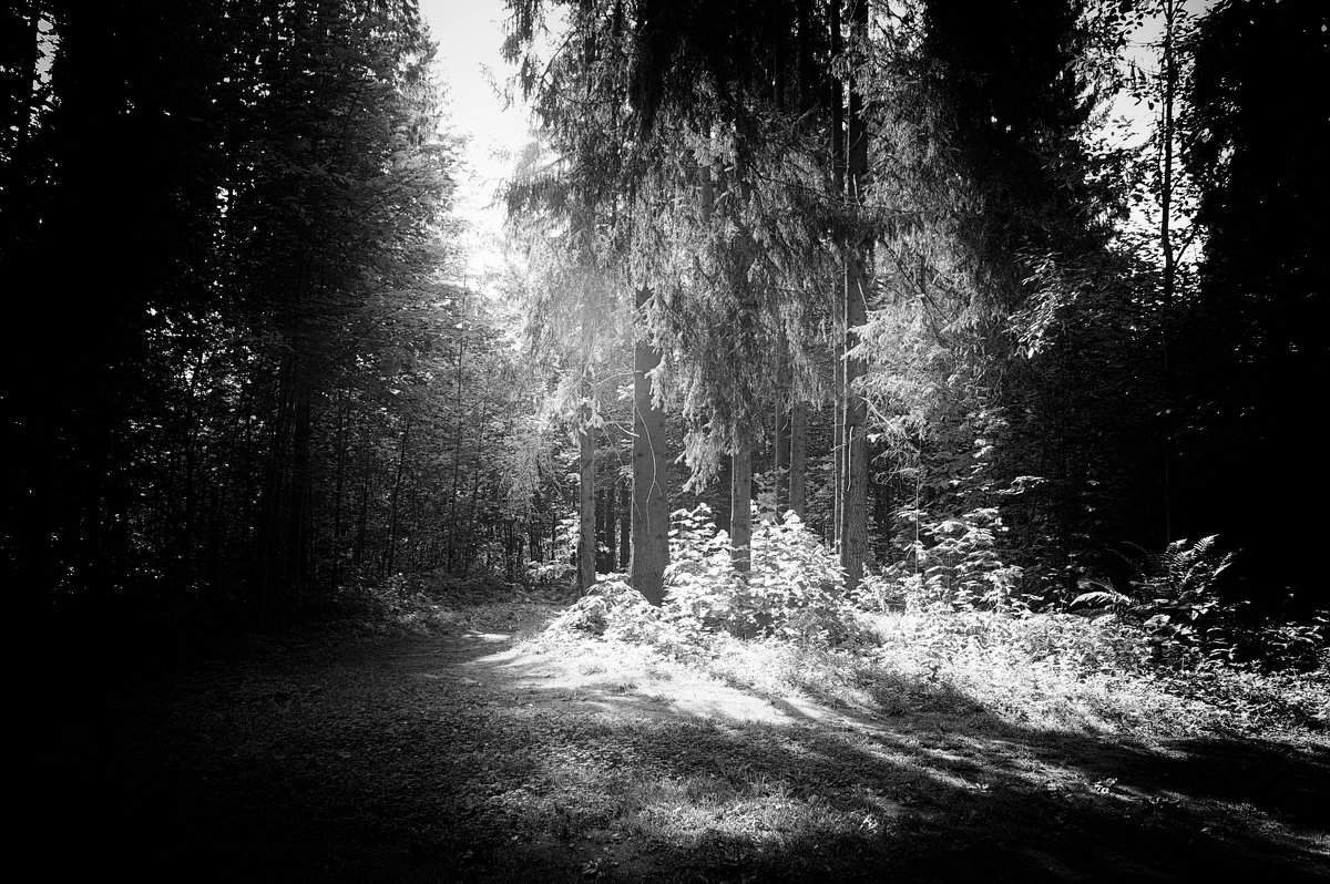 Прогулка в лесу - SvetlanaScott .