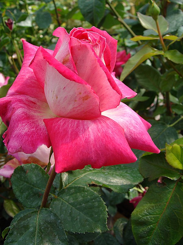 Роза - laana laadas