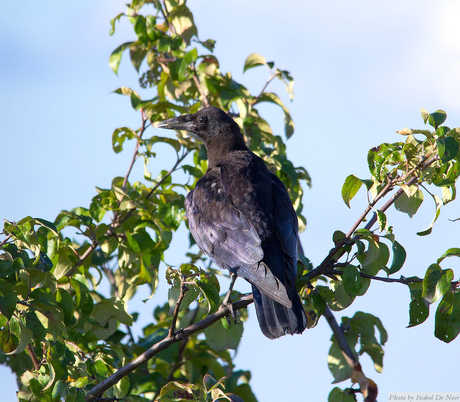 Corvus Corax - Izabel 