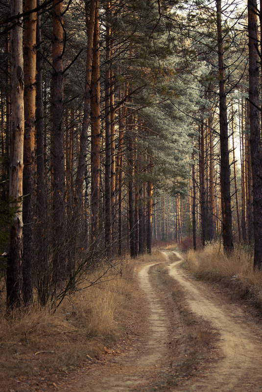 Дорога в лесу - Alexander Asedach