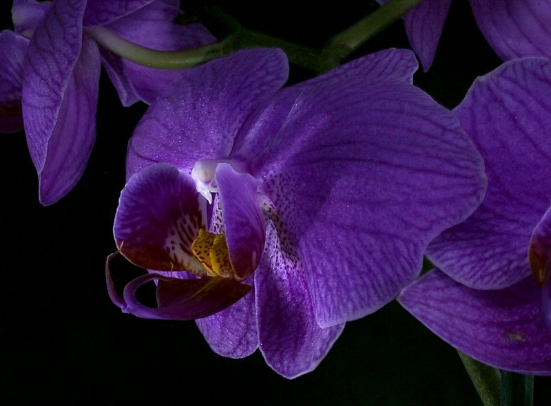 Ночная орхидея (портрет) - Ирина Варская