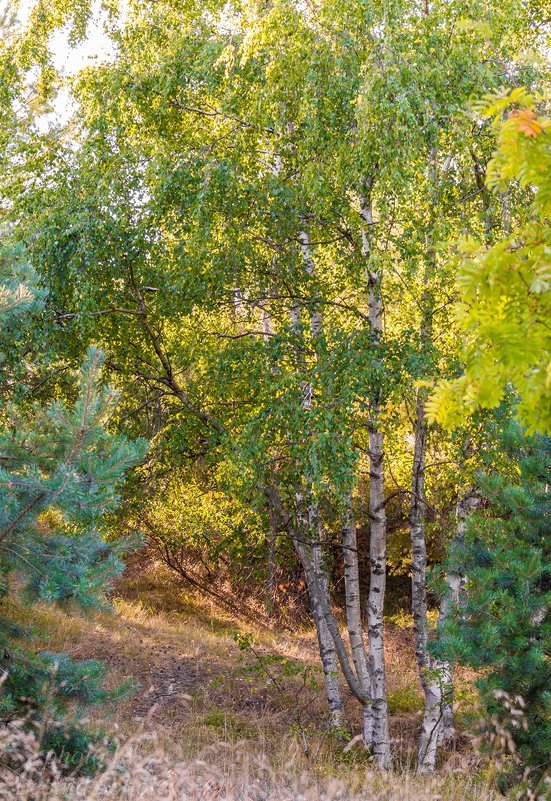 Берёзовый куст - Леонид Соболев