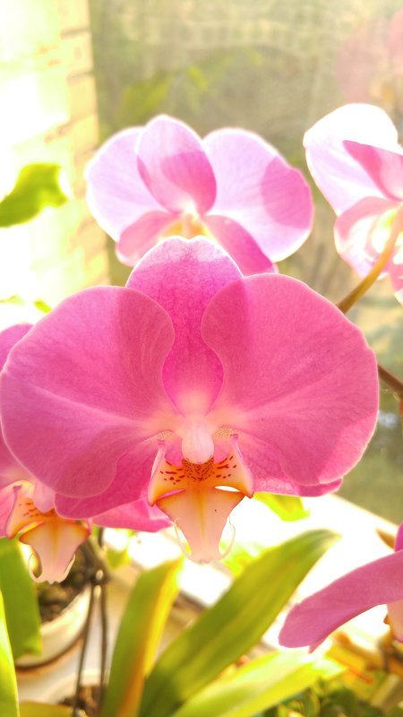 Орхидея на окне - esadesign Егерев