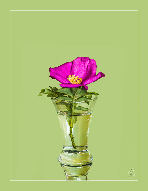 Цветок шиповника на зелёном фоне - Виталий 