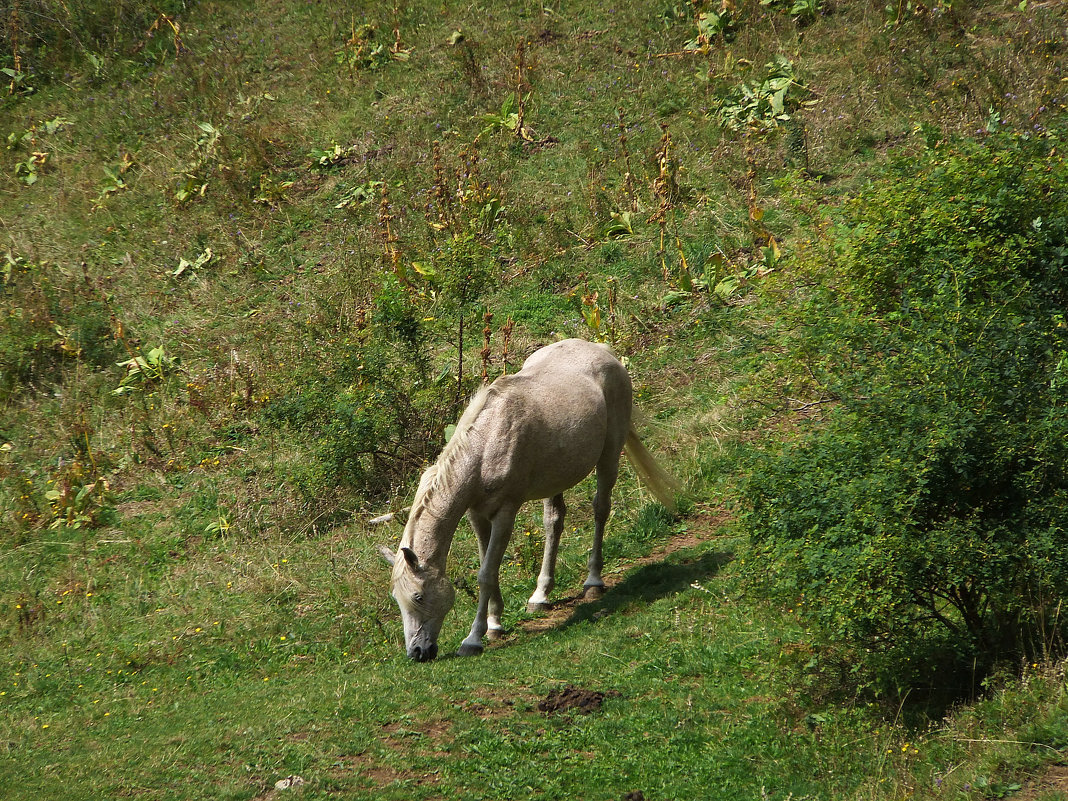 Лошадь и Природа - Hersberger 