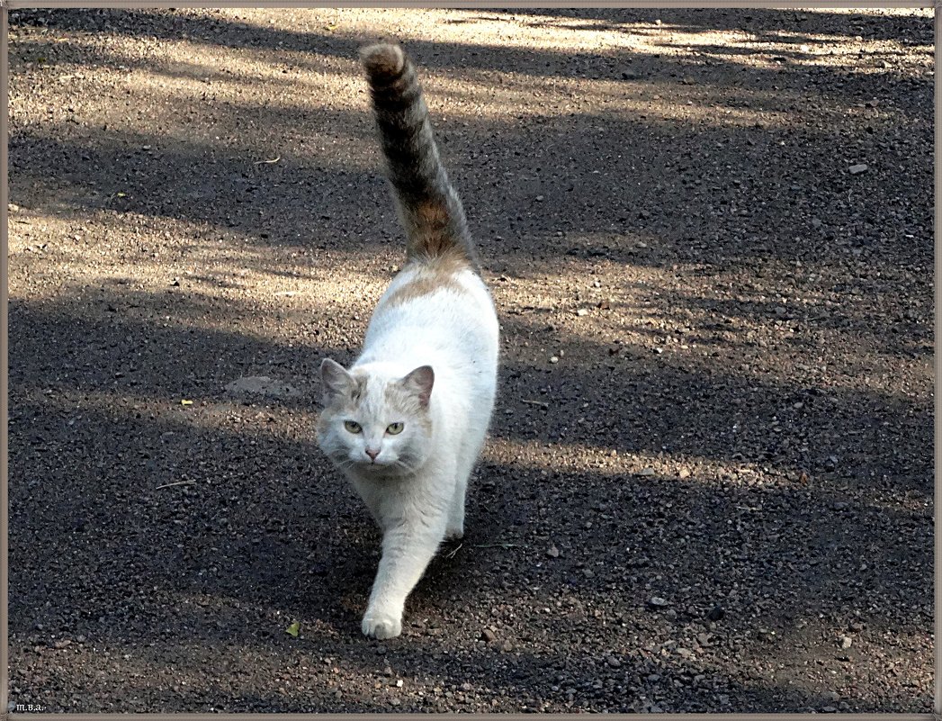 Кошка, которая гуляла сама по себе - Вера 