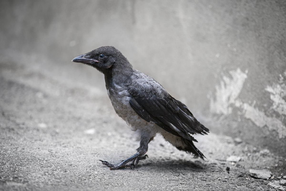 Crow ... - Vadim77755 Коркин