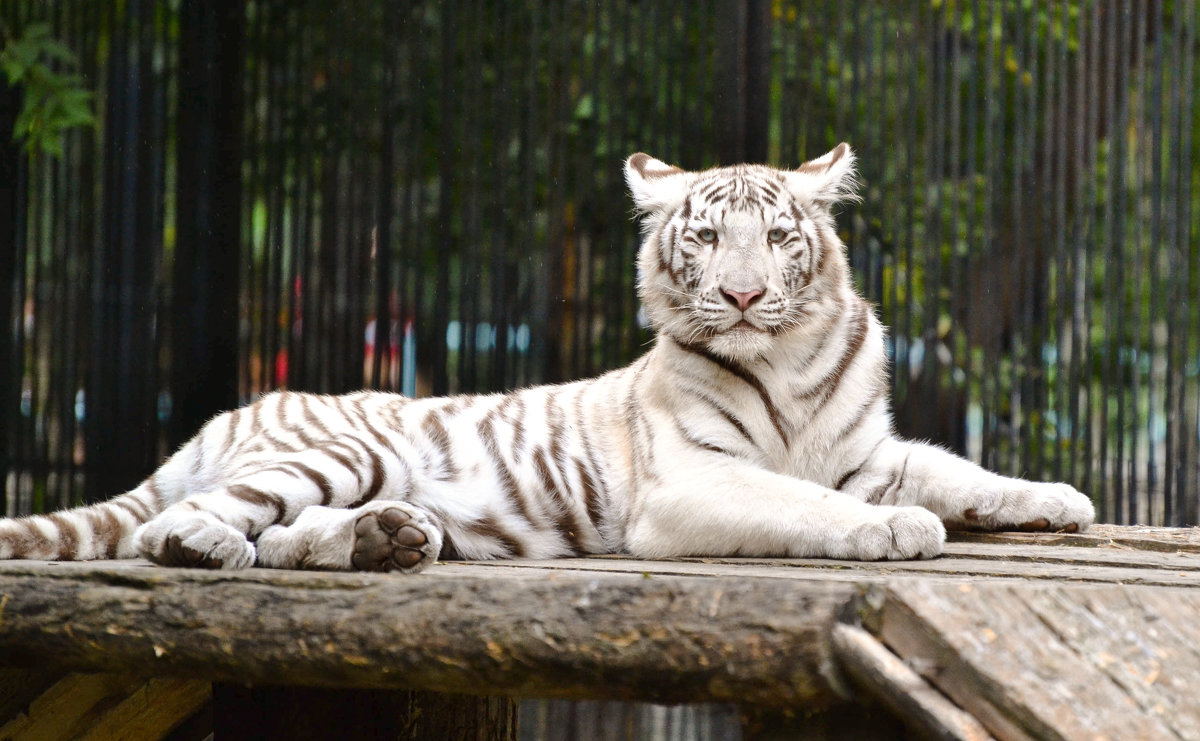 Детеныш белого тигра. - cfysx 