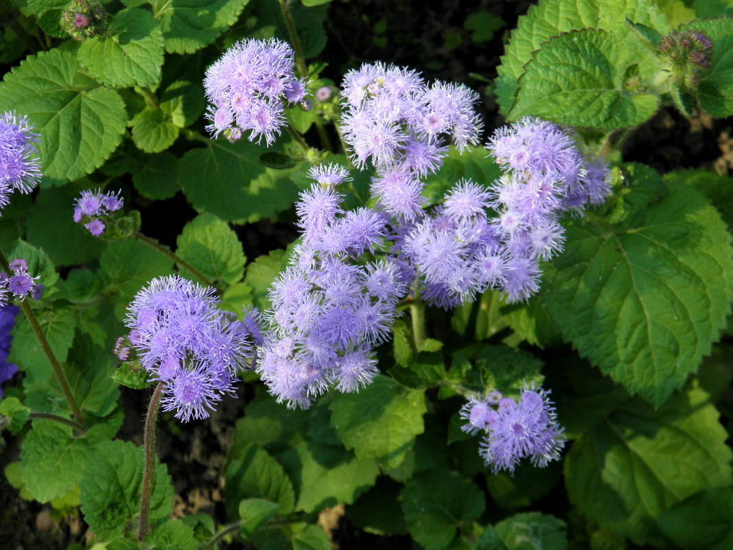 Агератум (лат. Ageratum). - Елена 