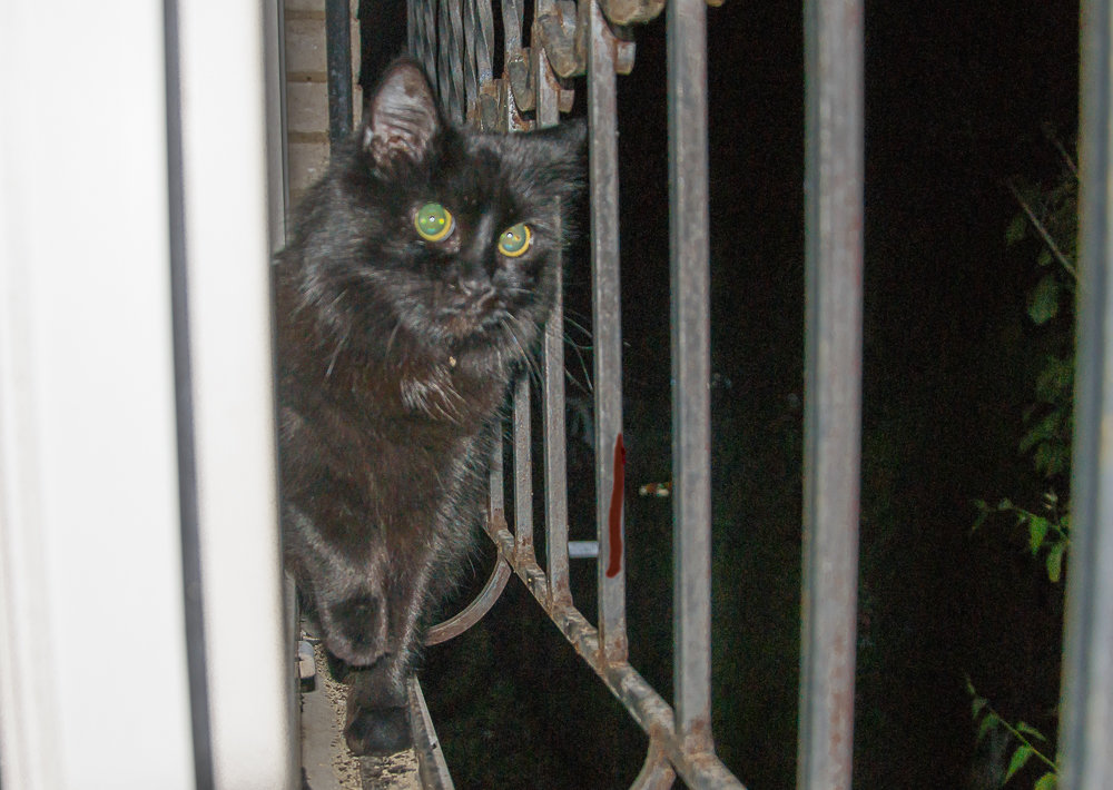 .. трудно отыскать чёрную кошку в темноте без вспышки... - Юлия Бабитко