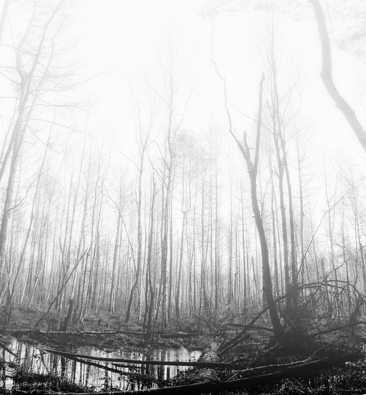 Лес болотный 2 - Genych Bartkus