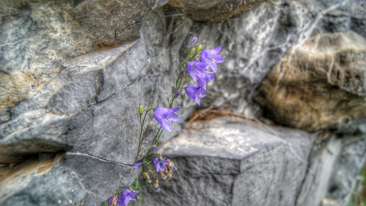 Цветок в скале - Дмитрий 