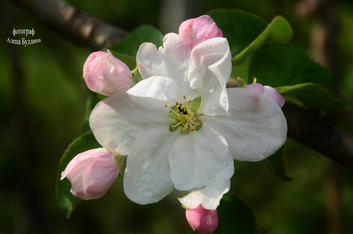 весна... яблони в цвету - Алена Булдина