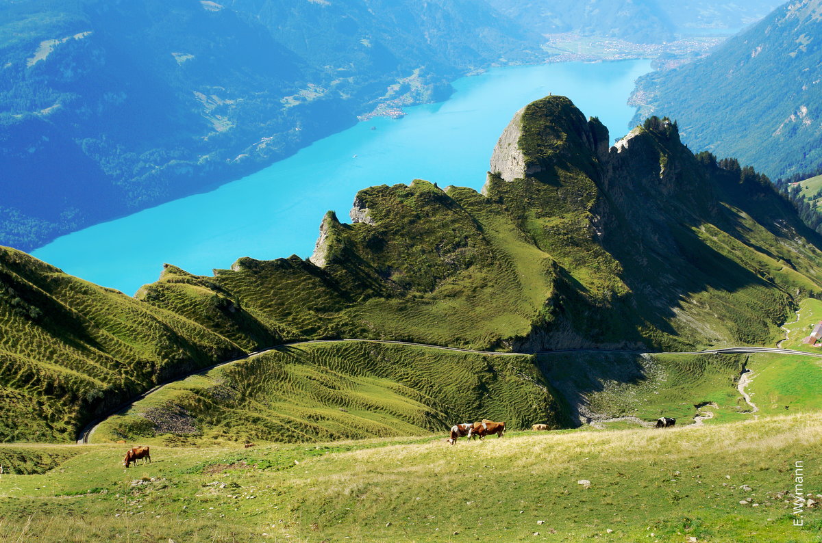 альпийский пейзаж с коровами - Elena Wymann