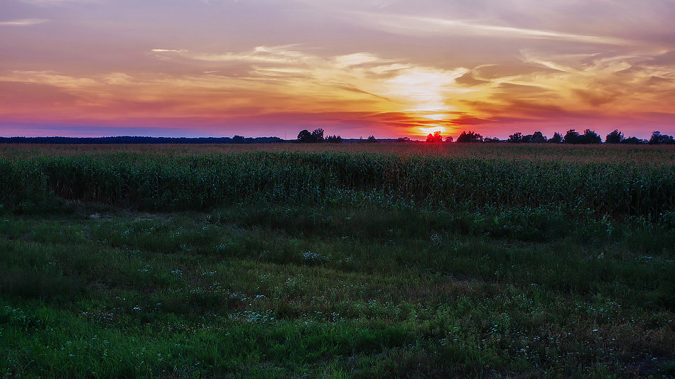 Закат на кукурузном поле - Ирина Приходько