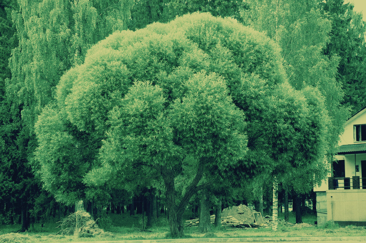 Дерево в парке - Натали V