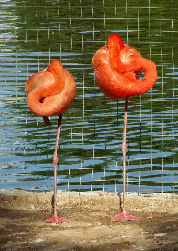 Фламинго узелком - Peripatetik 