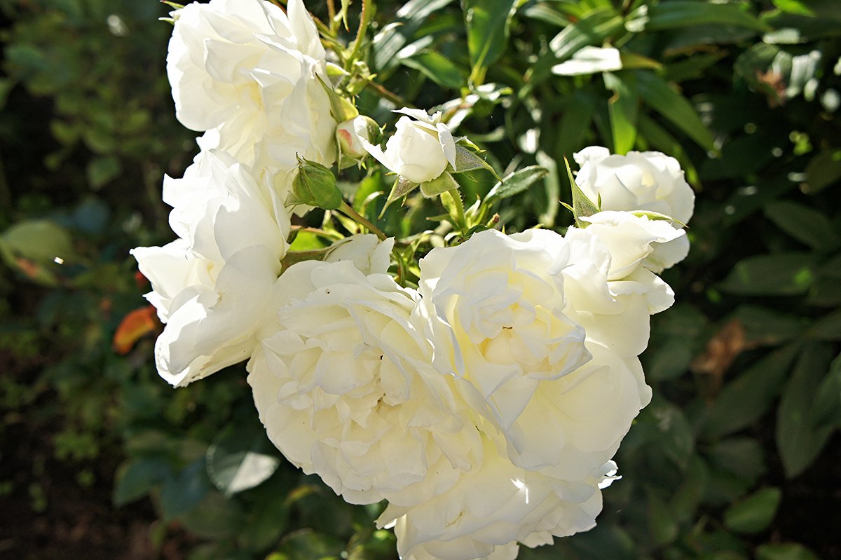 Белые розы - Елена Павлова (Смолова)