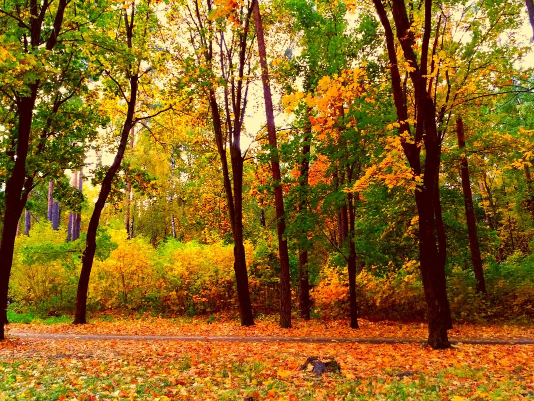 Лес, точно терем расписной, Лиловый, золотой, багряный.... :: Ангелина  Хасанова – Социальная сеть ФотоКто