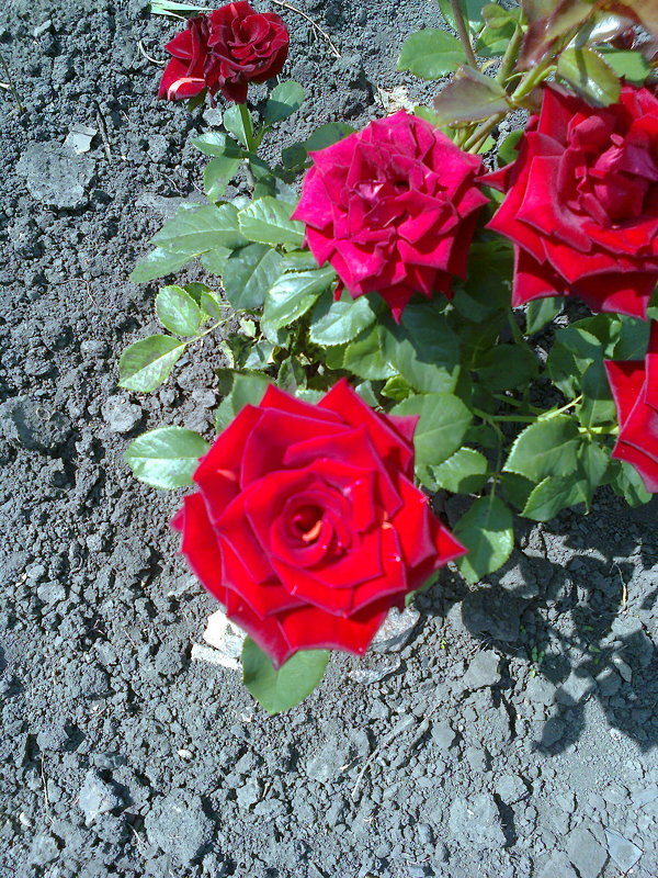 Розы - Любовь Игнатова