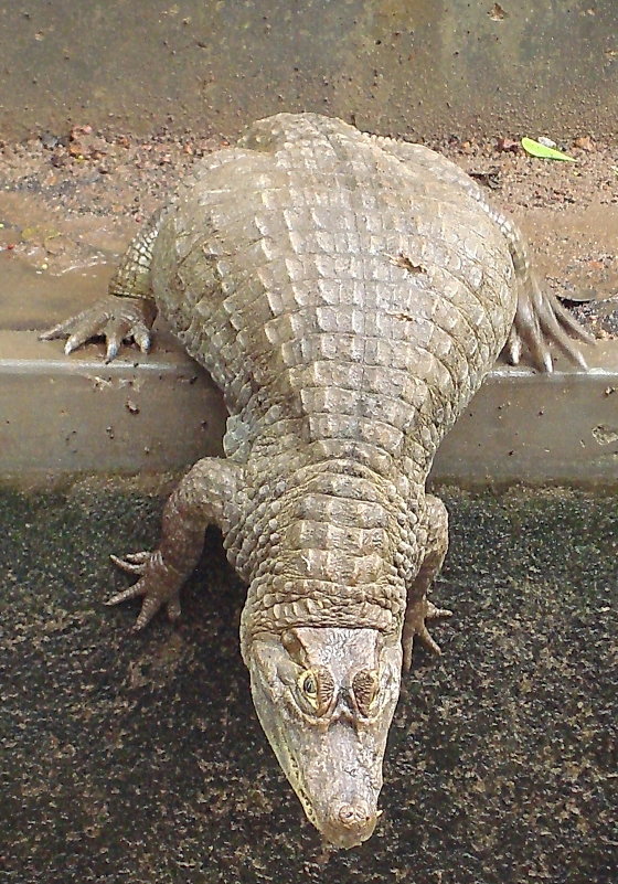 Крокодил - Алла 