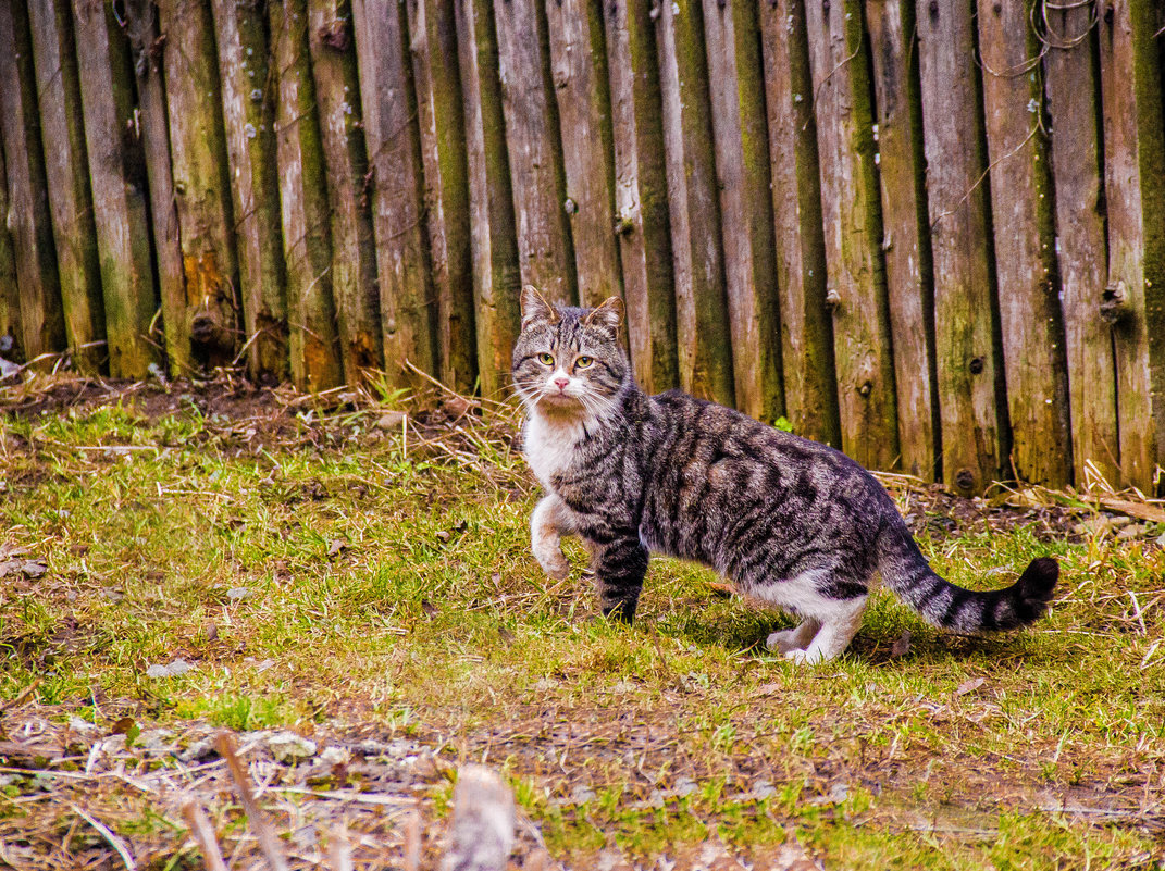 cat - Marina Voronina (Platonova)