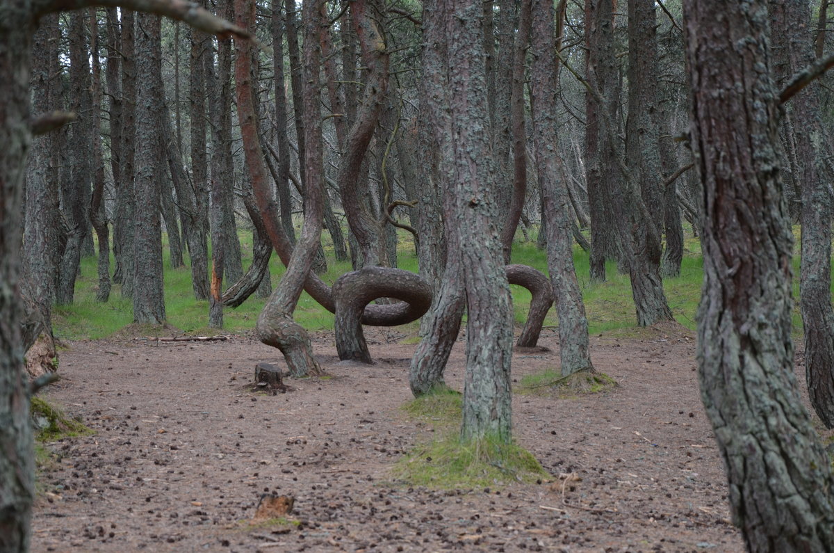 Танцующий лес - Андрей Королев 