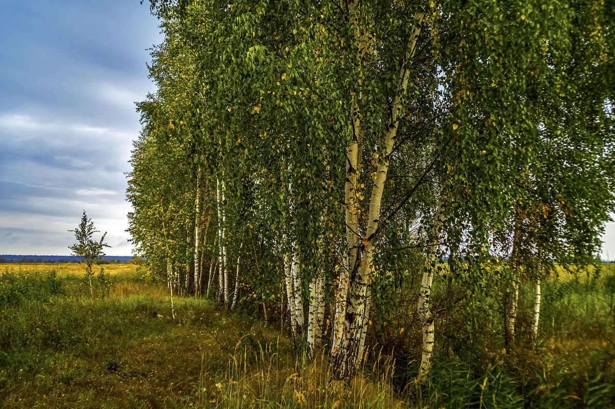 Картинки березовая русь