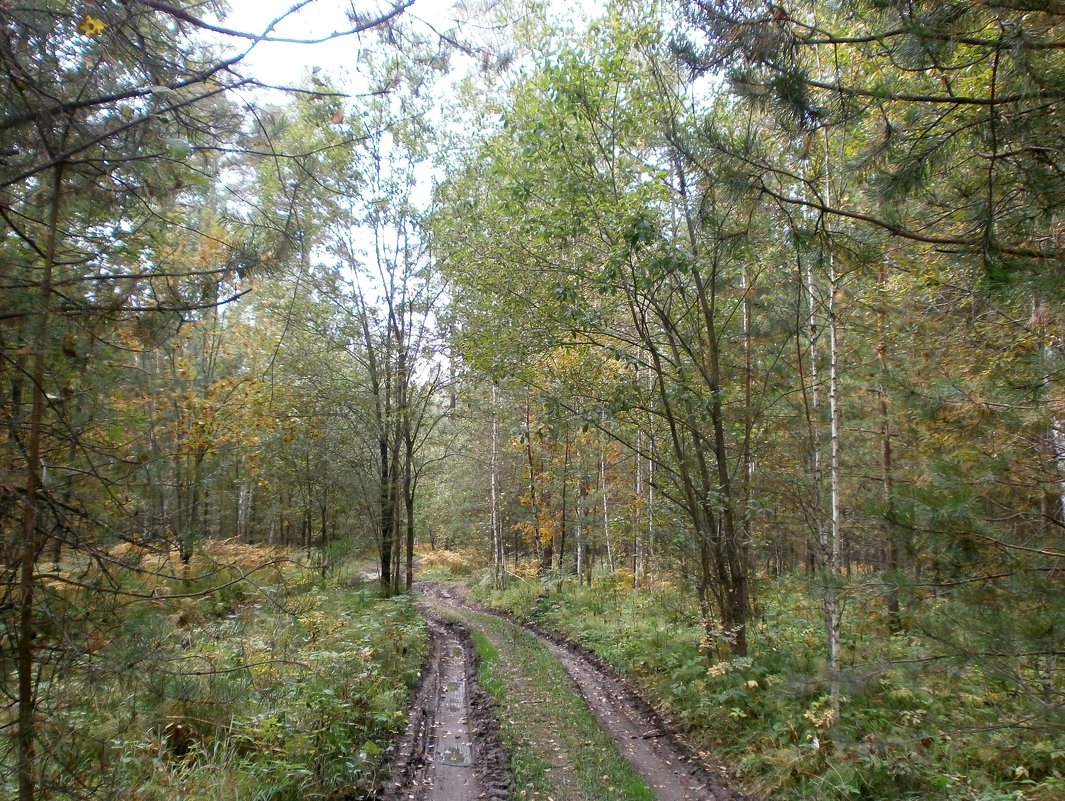 Осенняя дорожка в лесу - aksakal88 