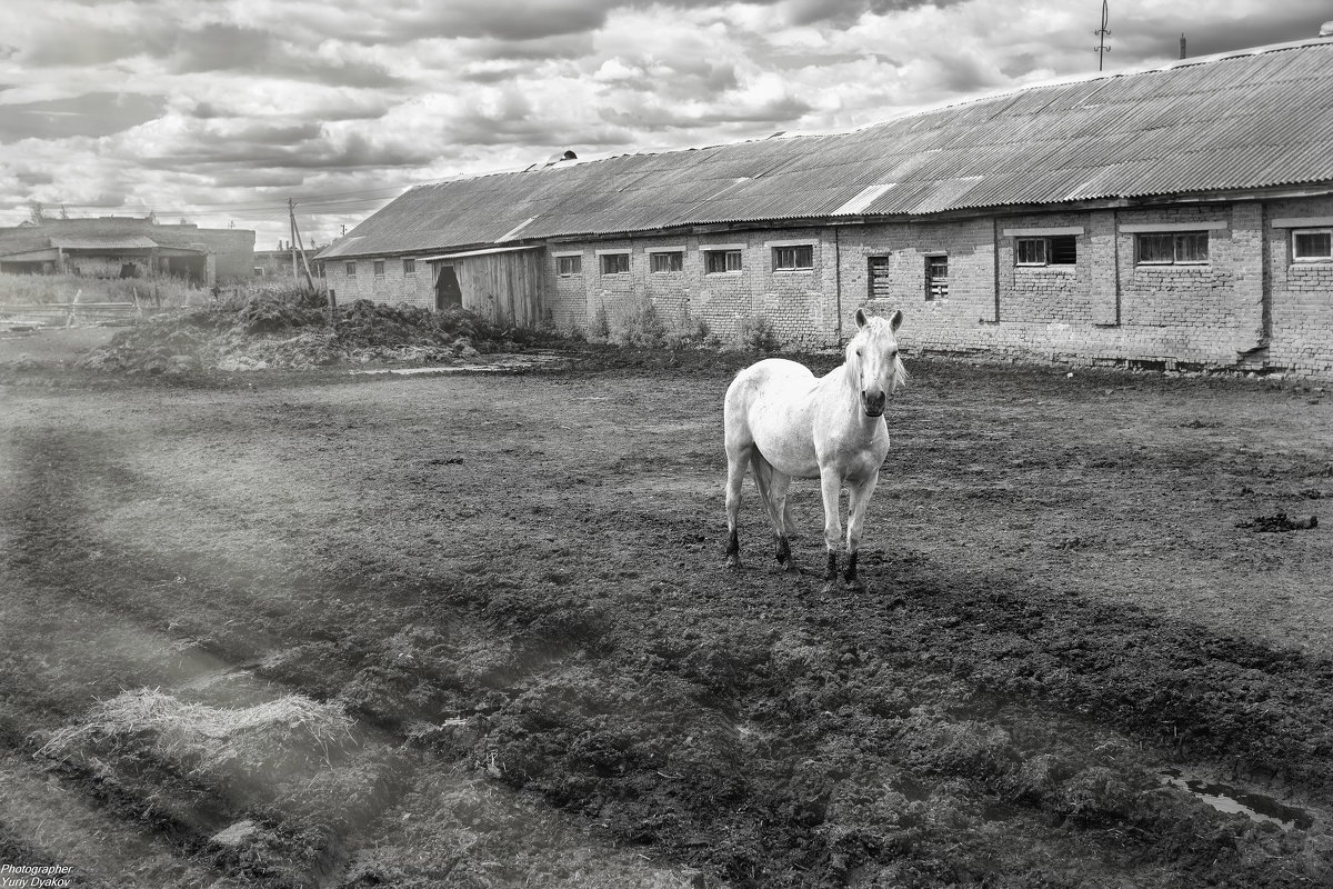 Белая лошадь - Юрий Дьяков