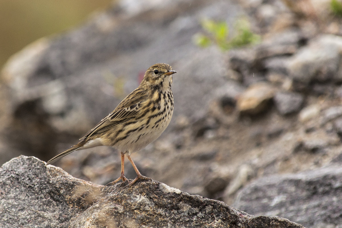 Луговой конёк ( Anthus pratensis) - Artyom S