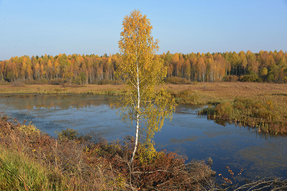 Золотая осень - Борис Гуревич 