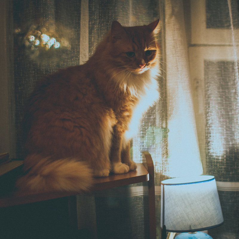 кот с лампой - Юля Шрамм