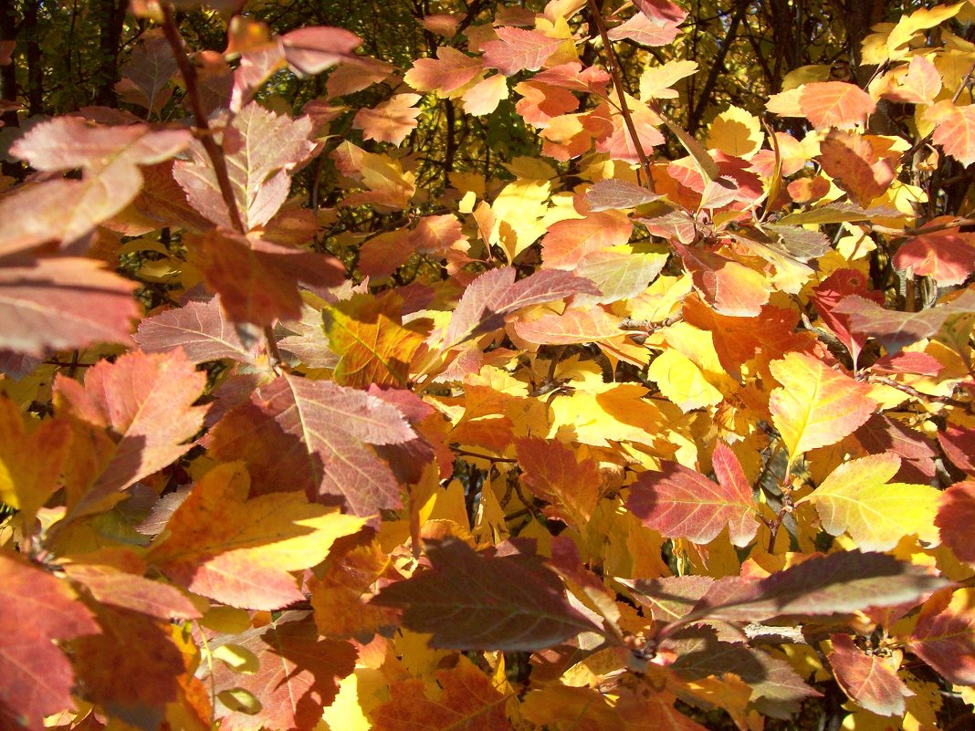 Разноцветная осень - alemigun 