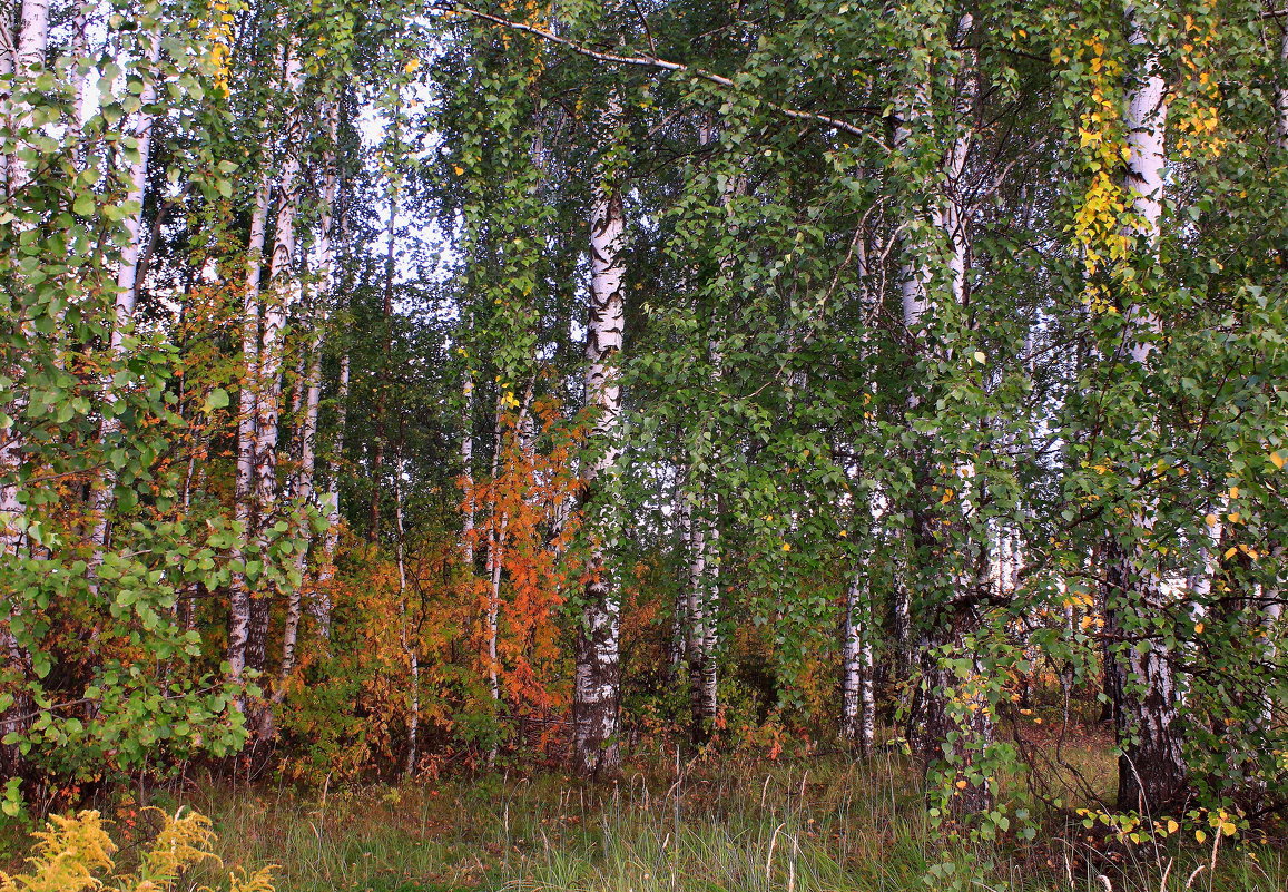 Уж осень красками спешит раскрасить лес - Татьяна Ломтева