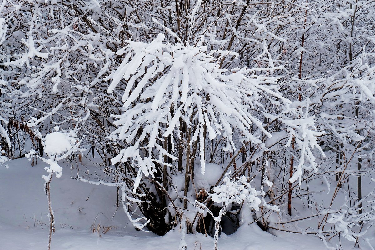 Зима - ayouko111 .