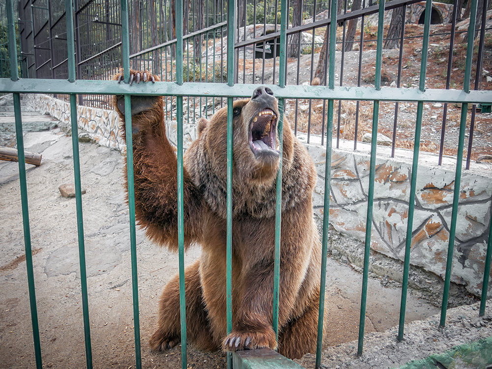 * - Александр Рамус