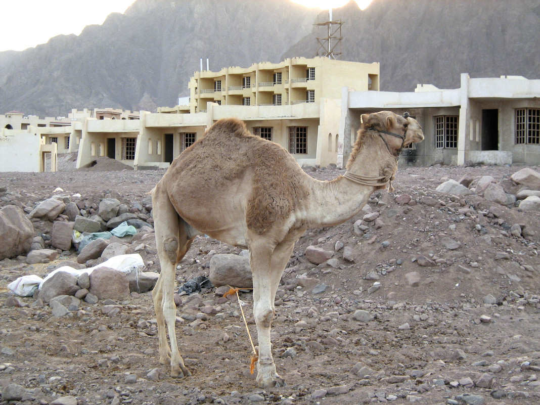 Верблюд на Египетских руинах - Татьяна Буркина