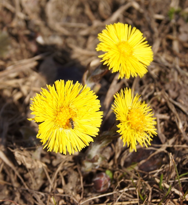 Весна, первые цветы - Андрей Гендин
