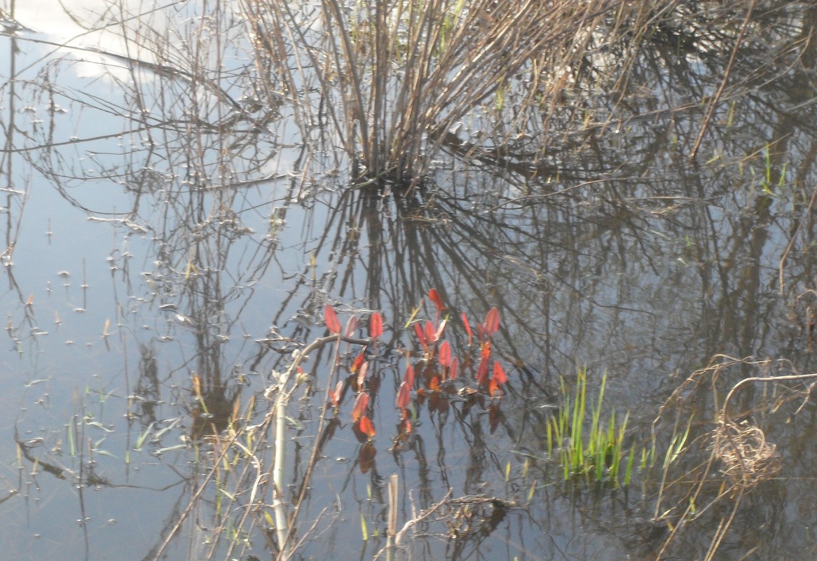 в воде) - Алина Бутылкина