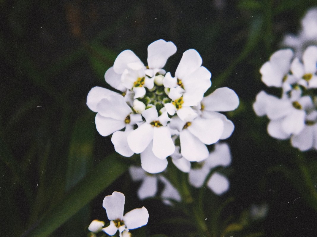 Цветок - Настя Емельянцева