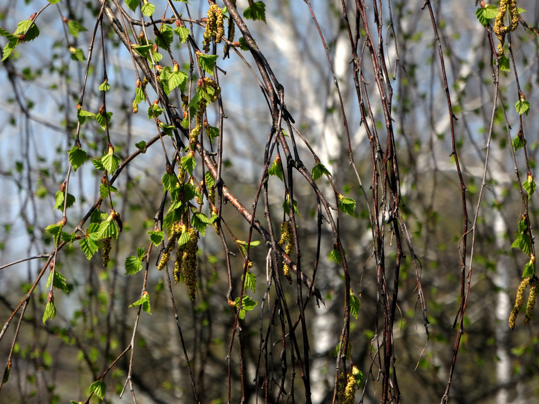 Spring - Серёга Захаров