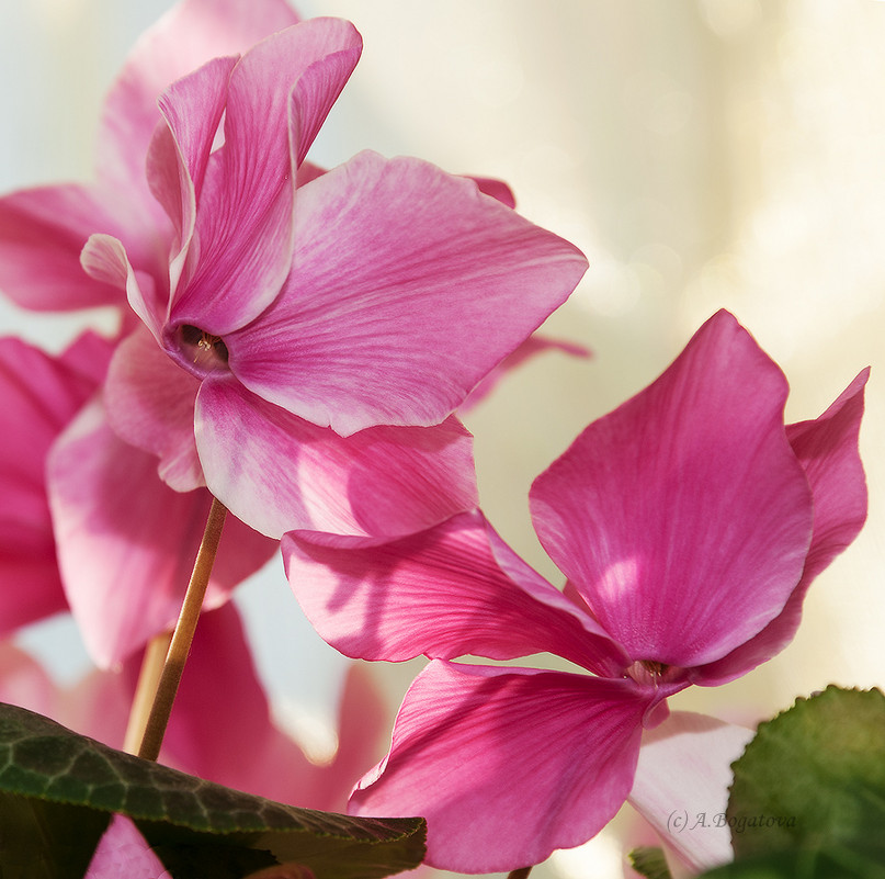 Цикламен, вид цветка снизу - Анастасия Богатова