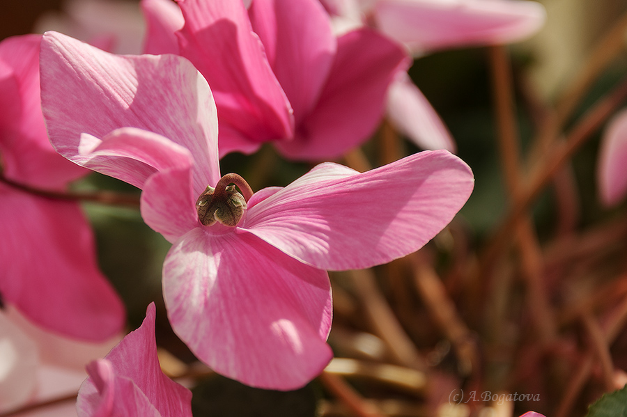Цикламен, вид цветка сверху - Анастасия Богатова