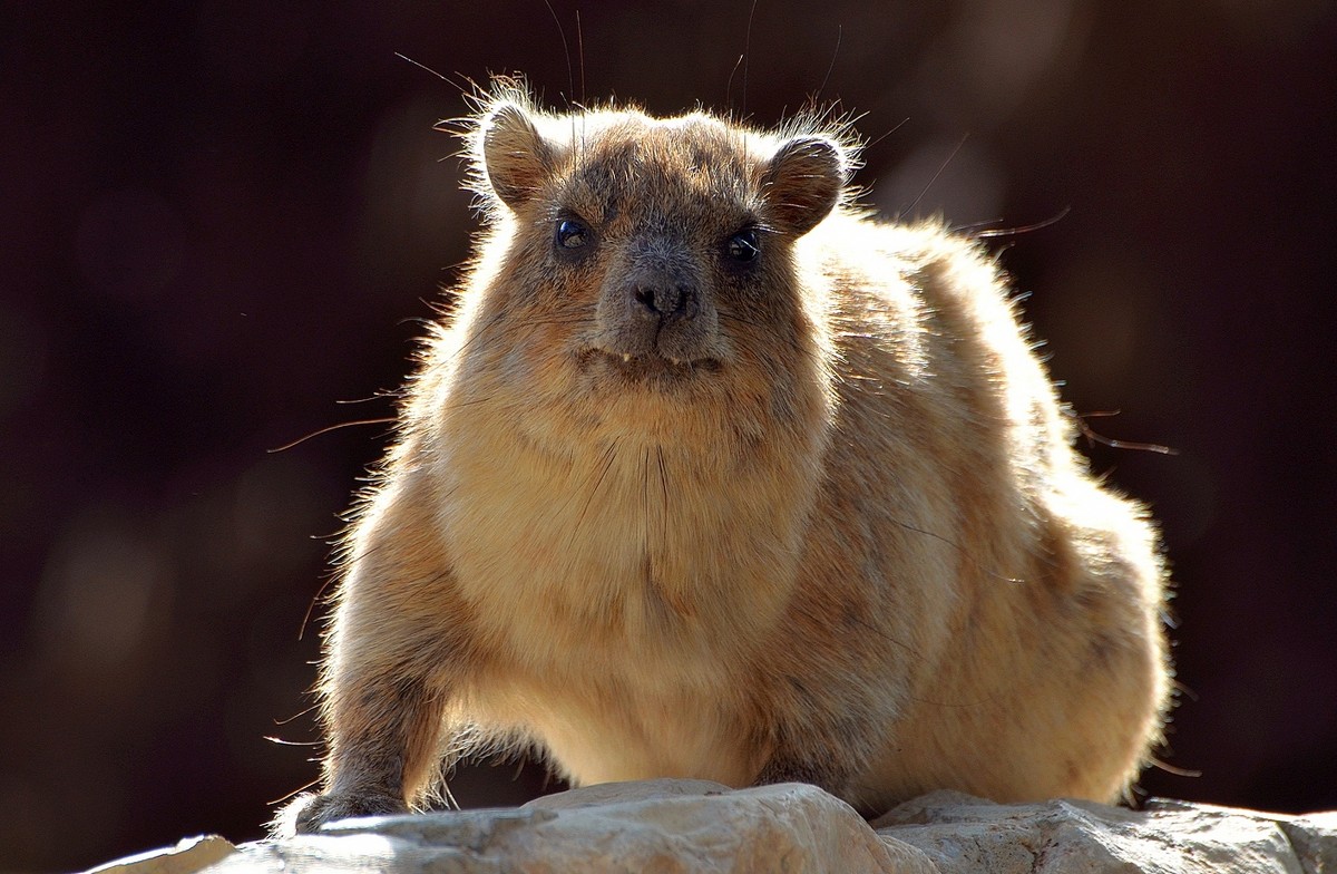 Капский даман, Procavia capensis - Борис Ржевский