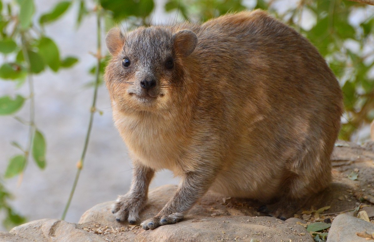 Капский даман, Procavia capensis - Борис Ржевский