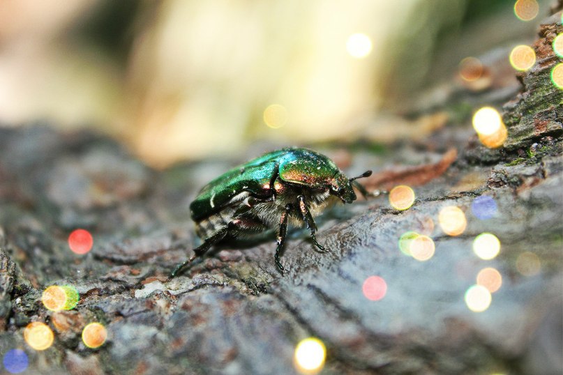 Bug - Андрей Малик