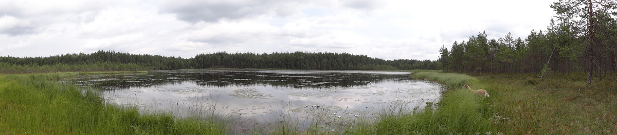 лесное озеро - Борис Устюжанин